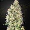 Great White Shark CBD de Greenhouse seeds son semillas de marihuana CBD que puedes comprar al mejor precio en nuestro grow shop online.