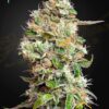 King's Kush Auto CBD de Greenhouse seeds son semillas de marihuana CBD que puedes comprar al mejor precio en nuestro grow shop online.