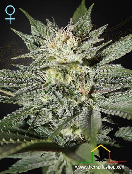 King's Kush CBD de Greenhouse seeds son semillas de marihuana CBD que puedes comprar al mejor precio en nuestro grow shop online.