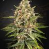 Bubba Slush de Green House Seeds, son semillas de marihuana feminizadas que puedes comprar en nuestro Grow Shop online.