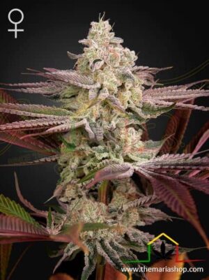 Chemical Bride de Green House Seeds, son semillas de marihuana feminizadas que puedes comprar en nuestro Grow Shop online.