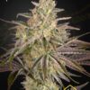 Cloud Walker de Green House Seeds, son semillas de marihuana feminizadas que puedes comprar en nuestro Grow Shop online.