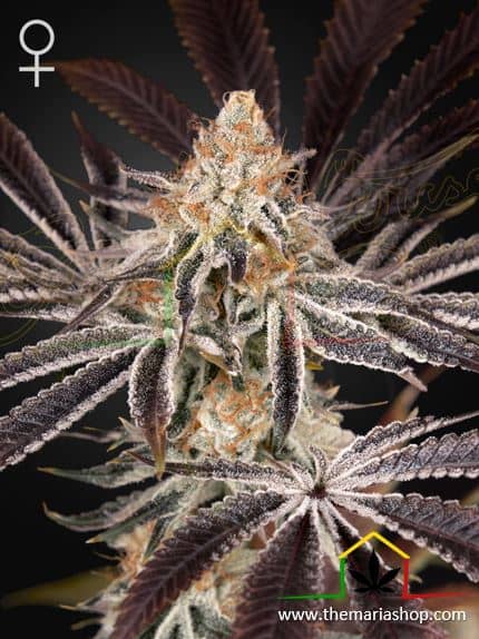 Dark Phoenix de Green House Seeds, son semillas de marihuana feminizadas que puedes comprar en nuestro Grow Shop online.