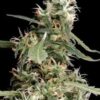 Arjan's Ultra Haze #1 de Green House Seeds, son semillas de marihuana feminizadas que puedes comprar en nuestro Grow Shop online.