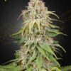 GH Amnesia de Green House Seeds, son semillas de marihuana feminizadas que puedes comprar en nuestro Grow Shop online.