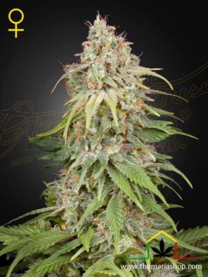 GH Amnesia de Green House Seeds, son semillas de marihuana feminizadas que puedes comprar en nuestro Grow Shop online.