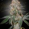 HighCloudZ de Green House Seeds, son semillas de marihuana feminizadas que puedes comprar en nuestro Grow Shop online.
