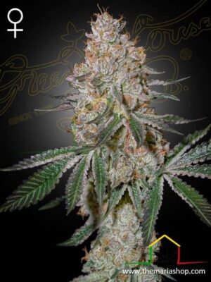 HighCloudZ de Green House Seeds, son semillas de marihuana feminizadas que puedes comprar en nuestro Grow Shop online.
