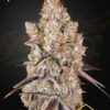 Holy Snow de Green House Seeds, son semillas de marihuana feminizadas que puedes comprar en nuestro Grow Shop online.