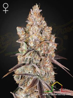 Holy Snow de Green House Seeds, son semillas de marihuana feminizadas que puedes comprar en nuestro Grow Shop online.