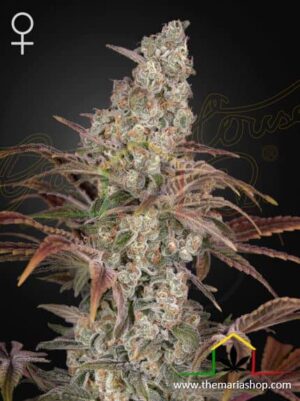 Jack's Dream de Green House Seeds, son semillas de marihuana feminizadas que puedes comprar en nuestro Grow Shop online.