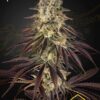 Kong's Krush de Green House Seeds, son semillas de marihuana feminizadas que puedes comprar en nuestro Grow Shop online.