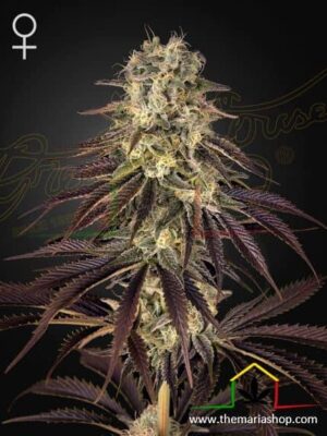 Kong's Krush de Green House Seeds, son semillas de marihuana feminizadas que puedes comprar en nuestro Grow Shop online.