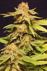 Kannabia Special de Kannabia, semillas de marihuana cruce (Early Pearl x Skunk x Black Domina) quen puedes comprar en nuestro grow shop...