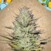 Outdoor Grapefruit de Female Seeds, son semillas de marihuana feminizadas que puedes comprar en nuestro Grow Shop online.