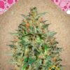 Bubblegummer de Female Seeds, son semillas de marihuana feminizadas que puedes comprar en nuestro Grow Shop online.
