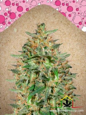 Bubblegummer de Female Seeds, son semillas de marihuana feminizadas que puedes comprar en nuestro Grow Shop online.