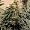 Pure Power Plant de Nirvana Seeds, son semillas de marihuana feminizadas, esta variedad también es muy conocida como "PPP".