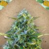 Critical Sour de Female Seeds, son semillas de marihuana feminizadas que puedes comprar en nuestro Grow Shop online.