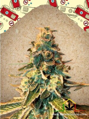 Chem OG de Female Seeds, son semillas de marihuana feminizadas que puedes comprar en nuestro Grow Shop online.