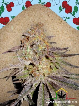 Cherry Pie de Female Seeds, son semillas de marihuana feminizadas que puedes comprar en nuestro Grow Shop online.