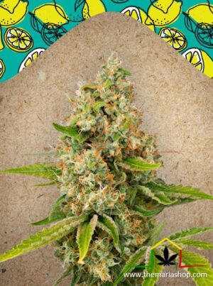 Lemon Kush de Female Seeds, son semillas de marihuana feminizadas que puedes comprar en nuestro Grow Shop online.