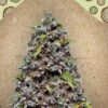 Pure AK de Female Seeds, son semillas de marihuana feminizadas que puedes comprar en nuestro Grow Shop online.