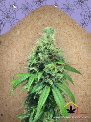 White Widow x Big Bud de Female Seeds, son semillas de marihuana feminizadas que puedes comprar en nuestro Grow Shop online.