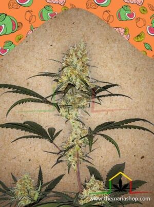Grape Amnesia de Female Seeds, son semillas de marihuana feminizadas que puedes comprar en nuestro Grow Shop online.