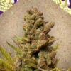 Blueberry Cheesecake de Female Seeds, son semillas de marihuana feminizadas que puedes comprar en nuestro Grow Shop online.