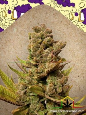 Blueberry Cheesecake de Female Seeds, son semillas de marihuana feminizadas que puedes comprar en nuestro Grow Shop online.