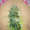 Sex Bud de Female Seeds, son semillas de marihuana feminizadas que puedes comprar en nuestro Grow Shop online.