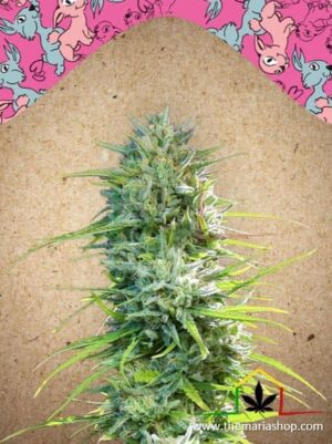 Sex Bud de Female Seeds, son semillas de marihuana feminizadas que puedes comprar en nuestro Grow Shop online.