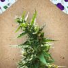Dream Berry de Female Seeds, son semillas de marihuana feminizadas que puedes comprar en nuestro Grow Shop online.
