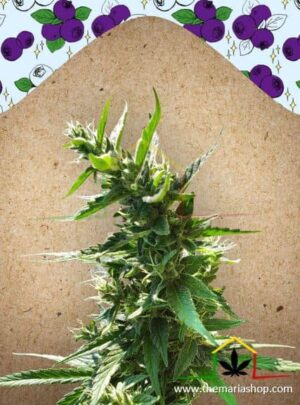 Dream Berry de Female Seeds, son semillas de marihuana feminizadas que puedes comprar en nuestro Grow Shop online.