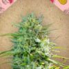 C99 de Female Seeds, son semillas de marihuana feminizadas que puedes comprar en nuestro Grow Shop online.