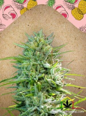 C99 de Female Seeds, son semillas de marihuana feminizadas que puedes comprar en nuestro Grow Shop online.