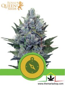 Northern Light Automatic de Royal Queen Seeds, son semillas de marihuana autoflorecientes feminizadas que puedes comprar en nuestro Grow Shop online.