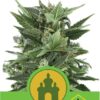 Royal Kush Automatic de Royal Queen Seeds, son semillas de marihuana autoflorecientes feminizadas que puedes comprar en nuestro Grow Shop online.