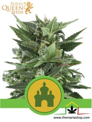 Royal Kush Automatic de Royal Queen Seeds, son semillas de marihuana autoflorecientes feminizadas que puedes comprar en nuestro Grow Shop online.