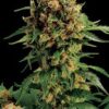 La California Hash Plant de Dinafem son semillas de marihuana feminizadas que puedes comprar en nuestro grow shop online.