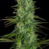 Critical Jack de Dinafem Seeds, son semillas de marihuana feminizadas, cruce entre: (Critical+ x Jack Herer) que puedes comprar en nuestro grow shop online.