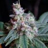Cream Caramel F1 Fast Version (f1) de Sweet Seeds, son semillas de marihuana feminizadas que puedes comprar en nuestro grow shop online.