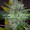 Space de World of Seeds Diamond Collection,son semillas de marihuana feminizadas que puedes comprar en nuestro Grow Shop online.