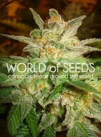 Star 47 de World of Seeds Legend Collection,son semillas de marihuana feminizadas que puedes comprar en nuestro Grow Shop