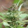 Strawberry Blue de World of Seeds Legend Collection,son semillas de marihuana feminizadas que puedes comprar en nuestro Grow Shop online.