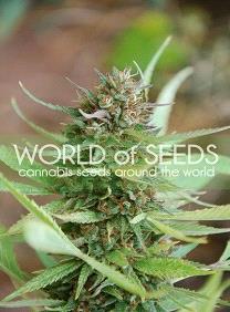Strawberry Blue de World of Seeds Legend Collection,son semillas de marihuana feminizadas que puedes comprar en nuestro Grow Shop online.