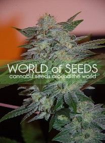 Yumbolt 47 de World of Seeds Legend Collection,son semillas de marihuana feminizadas que puedes comprar en nuestro Grow Shop
