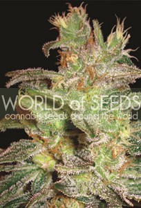 Northern Lights x Big Bud de World of Seeds Medical Collection, son semillas de marihuana de efecto medicinal que puedes comprar en nuestro Grow Shop online.