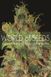 Northern Lights x Skunk de World of Seeds Medical Collection, son semillas de marihuana feminizadas que puedes comprar en nuestro Grow Shop online.